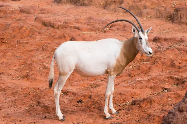 Scimitar Horned Oryx Oryx Dammah Füvet Eszik Sétálni Megy — Stock Fotó