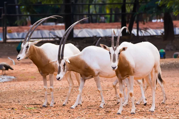 Kılıç boynuzlu Afrika antilobu (Oryx dammah) ot yer ve yürüyüşe çıkar..