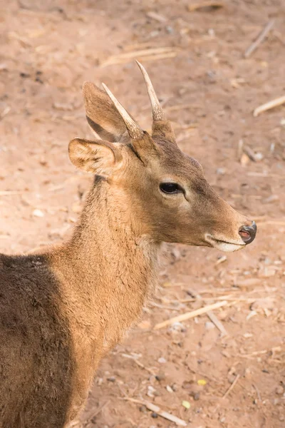 Picture Young Deer Red Brown Soil — Stock Photo, Image