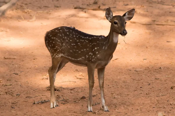 红鹿在褐色的土地上 — 图库照片