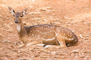 Kahverengi zemindeki sika geyiği.