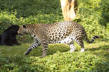 Muhteşem Jaguar bir ağaç gövdesinde dinleniyor..