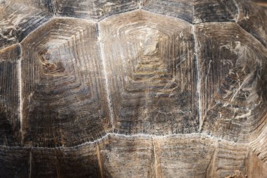 Galapagos kaplumbağası. Toprakta rahatça yürüyor.. 