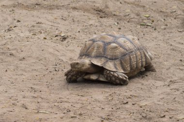 Galapagos kaplumbağası. Toprakta rahatça yürüyor.. 