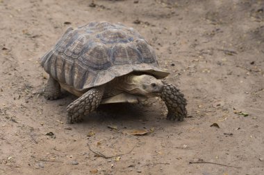 Galapagos kaplumbağası. Toprakta rahatça yürüyor.. 