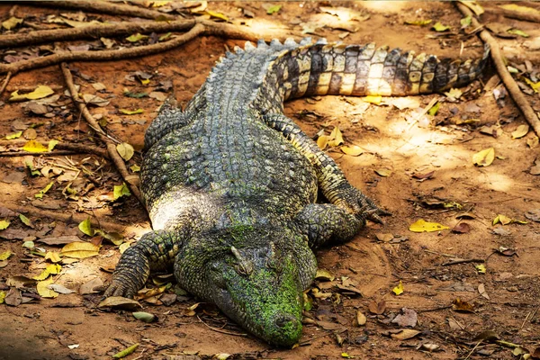 Зображення Крокодила Землі Амфібійних Тварин — стокове фото