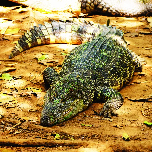 Bild Eines Krokodils Auf Dem Boden Amphibientiere — Stockfoto