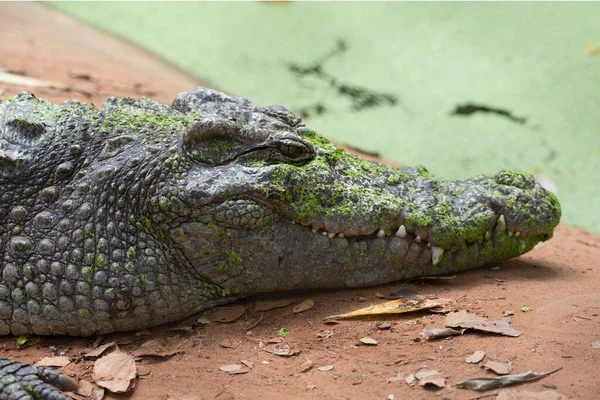 Зображення Крокодила Землі Амфібійних Тварин — стокове фото