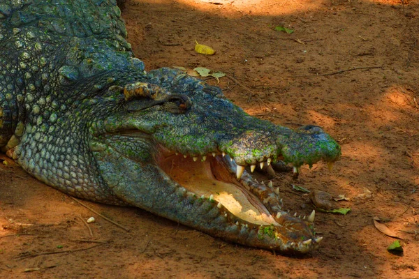 Bild Eines Krokodils Auf Dem Boden Amphibientiere — Stockfoto