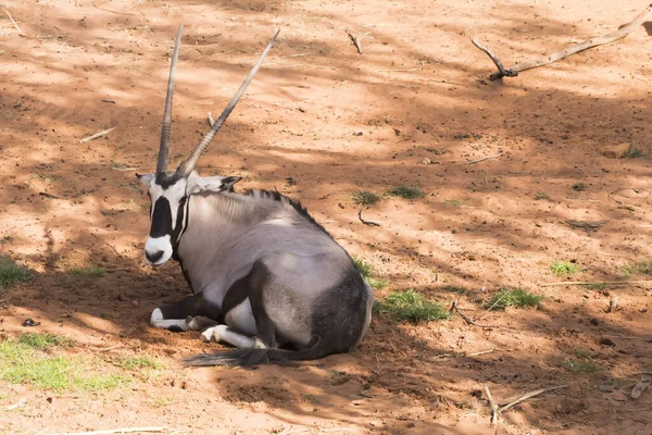 Kép Gemsbok Álló Ellen Földön Vöröses Barna — Stock Fotó