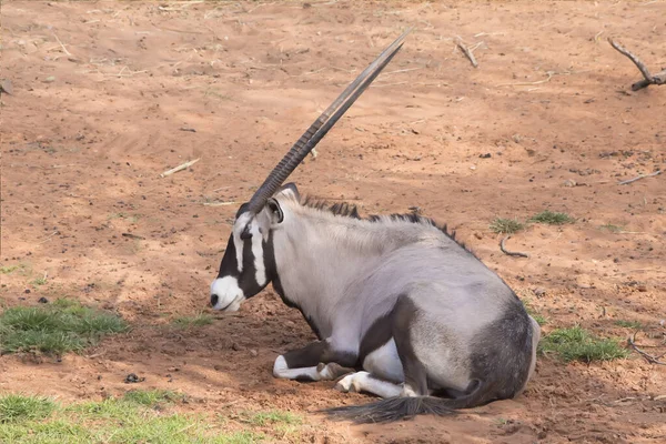 Zdjęcie Gemsbok Stojący Przeciwko Ziemi Rudawy Brązowy — Zdjęcie stockowe