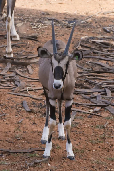 Picture Gemsbok Standing Ground Reddish Brown — Stock Photo, Image