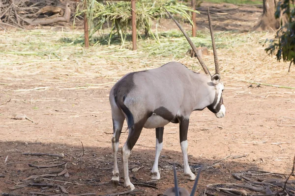 Zdjęcie Gemsbok Stojący Przeciwko Ziemi Rudawy Brązowy — Zdjęcie stockowe