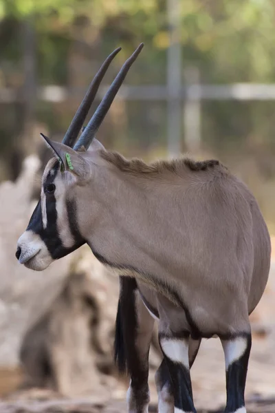 Zdjęcie Gemsbok Stojący Przeciwko Ziemi Rudawy Brązowy — Zdjęcie stockowe