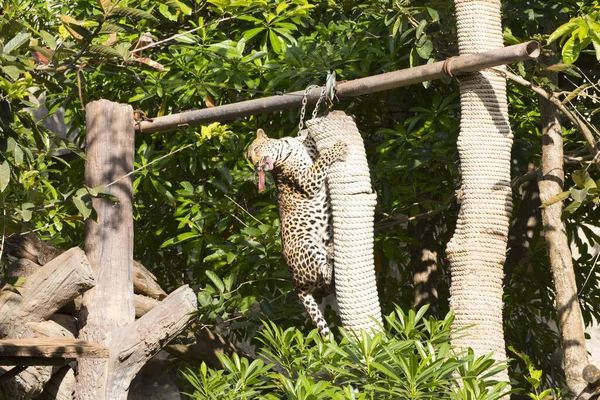 Leopard Frisst Nahrung Auf Dem Baum — Stockfoto