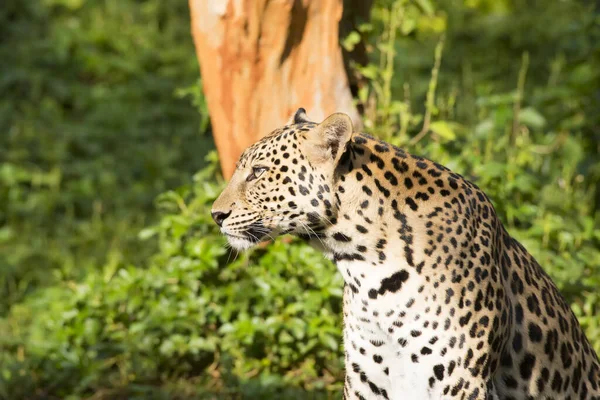 Magnífico Jaguar Descansando Deitado Tronco Árvore — Fotografia de Stock