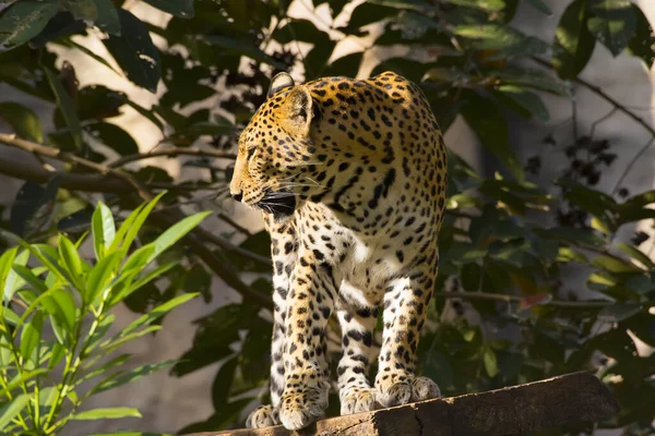 Magnifique Jaguar Reposant Sur Tronc Arbre — Photo