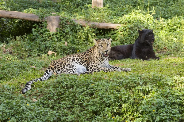 Magnífico Jaguar Descansando Deitado Tronco Árvore — Fotografia de Stock