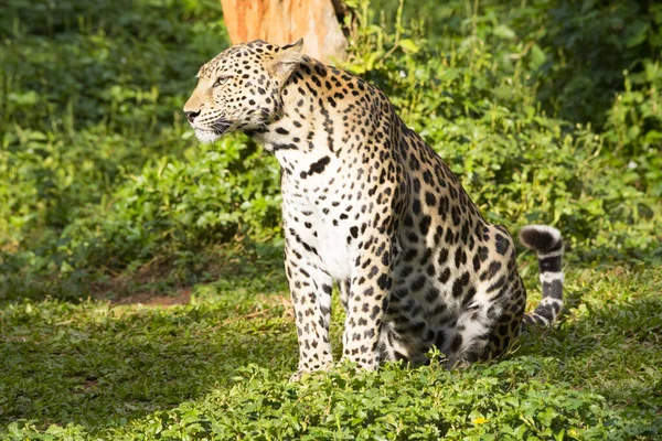 Magnifique Jaguar Reposant Sur Tronc Arbre — Photo