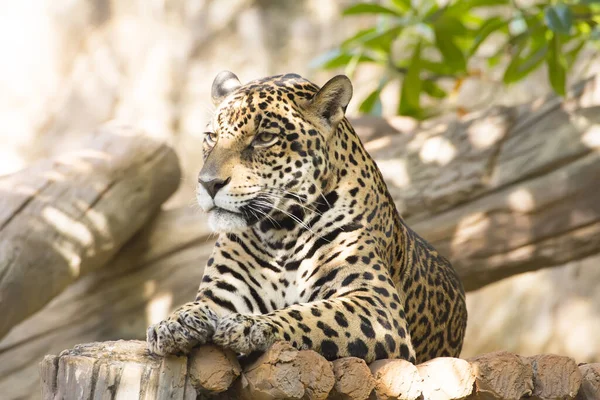 Magnífico Jaguar Descansando Deitado Tronco Árvore — Fotografia de Stock