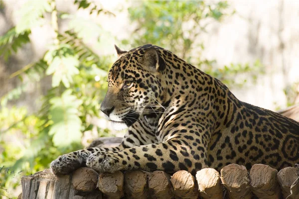 Magnífico Jaguar Descansando Deitado Tronco Árvore — Fotografia de Stock