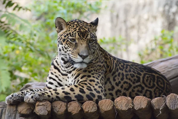 Magnífico Jaguar Descansando Deitado Tronco Árvore — Fotografia de Stock