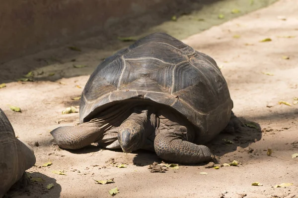 Galapagos Tortoise Walking Koppla Marken — Stockfoto