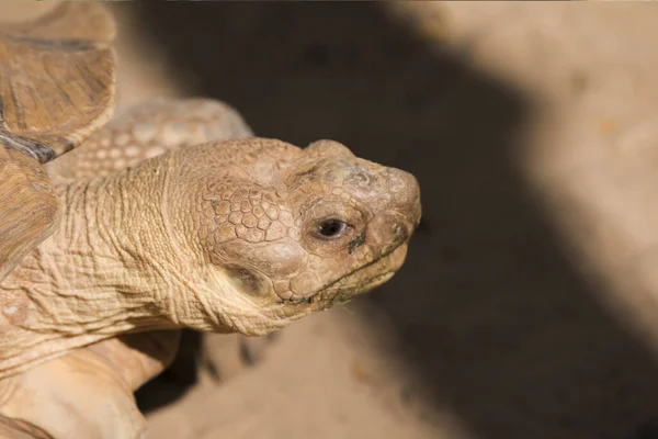 Galapagos Tortoise Walking Koppla Marken — Stockfoto