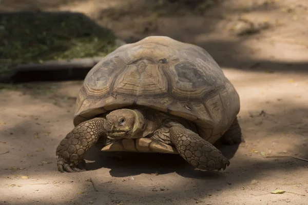 Galapagos Tortoise Walking Relax Soil — Stock Photo, Image