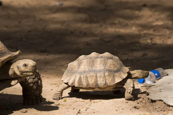 Galapágy Želva Walking Relax Půdě — Stock fotografie