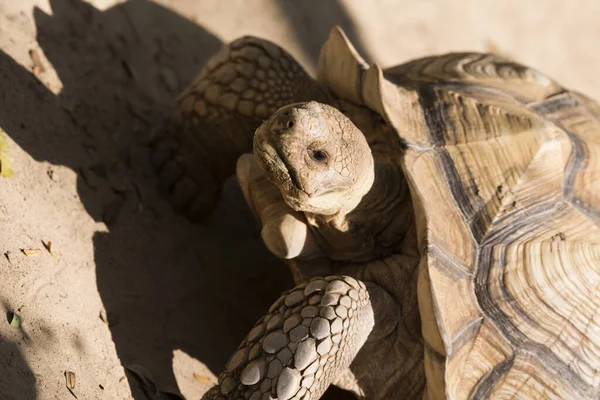 Galapagos Tortoise Walking Relax Soil — Stock Photo, Image