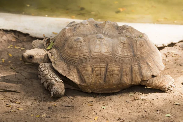 Galapagos Tortoise Walking Koppla Marken — Stockfoto