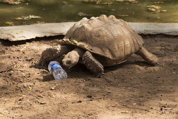 Galapágy Želva Walking Relax Půdě — Stock fotografie