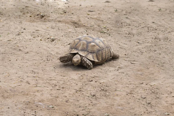 Galapagos Tortoise Walking Koppla Marken — Stockfoto