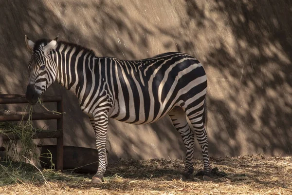 Picture zebra Plains zebra, also known as the common zebra or Burchell\'s zebra, in zoo nakhonratchasima thailand.