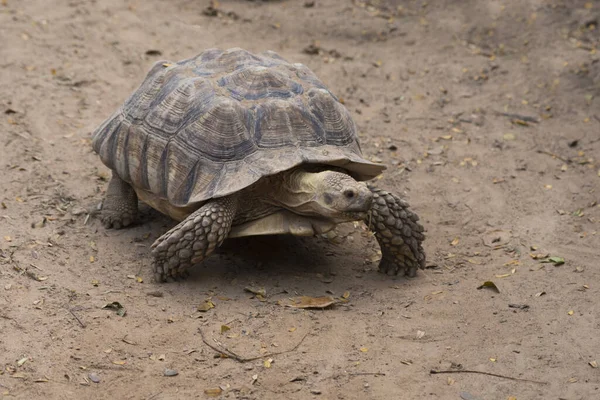 Galápagos Tortoise Walking Relaxar Solo — Fotografia de Stock