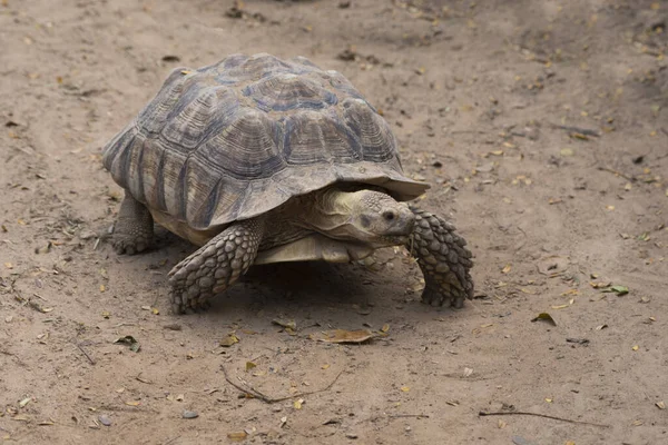 Galapágy Želva Walking Relax Půdě — Stock fotografie