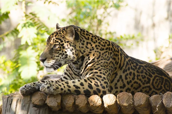 Wspaniały Jaguar Spoczywający Pniu Drzewa — Zdjęcie stockowe