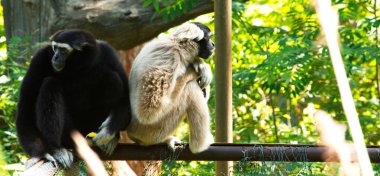 Gibbon White ve siyah güzel. Ağaçta otururken.