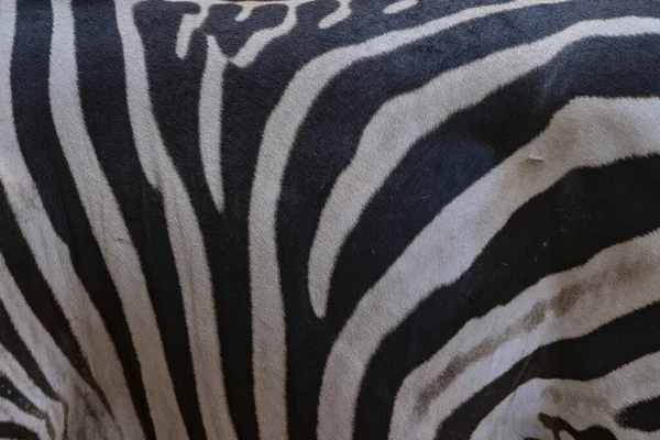 Zdjęcie Zebra Tło Czarno Białe Paski — Zdjęcie stockowe