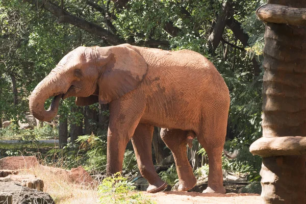 Képzeld Afrikai Elefánt Séta Pihenni Játszani Talaj — Stock Fotó