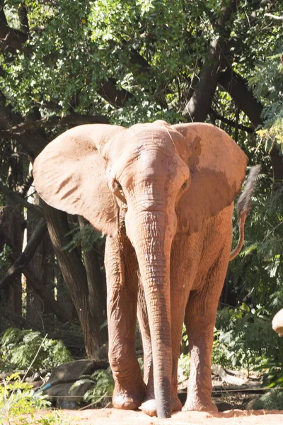 Bayangkan Gajah Afrika Berjalan Santai Bermain Tanah — Stok Foto
