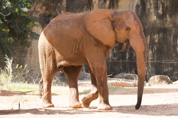 Képzeld Afrikai Elefánt Séta Pihenni Játszani Talaj — Stock Fotó
