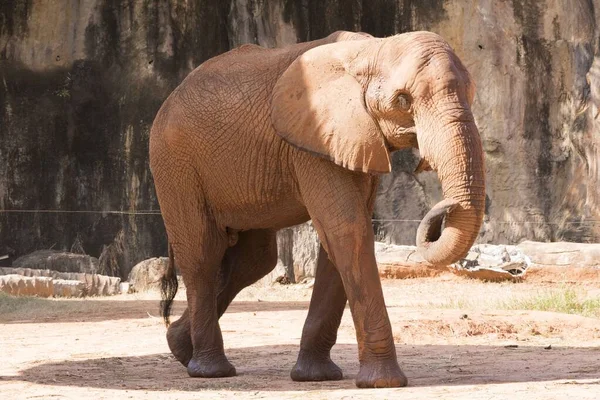 Bild Afrikanischer Elefant Wandern Entspannen Boden Spielen — Stockfoto