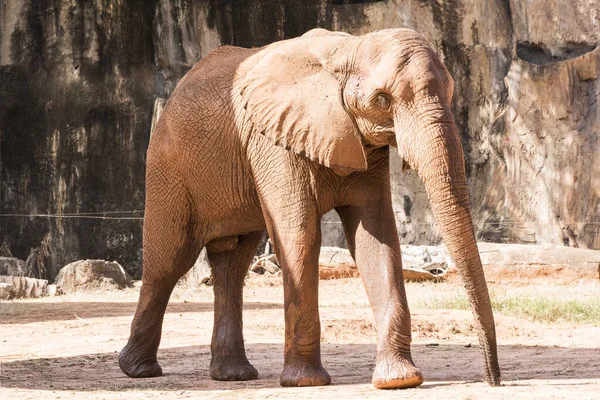 Bild Afrikanischer Elefant Wandern Entspannen Boden Spielen — Stockfoto