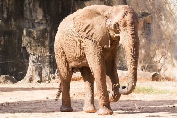 Bayangkan Gajah Afrika Berjalan Santai Bermain Tanah — Stok Foto