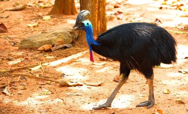 Casuarius Pájaro Australiano Del Bosque Zoológico Nakhonratsima Thailand — Foto de Stock