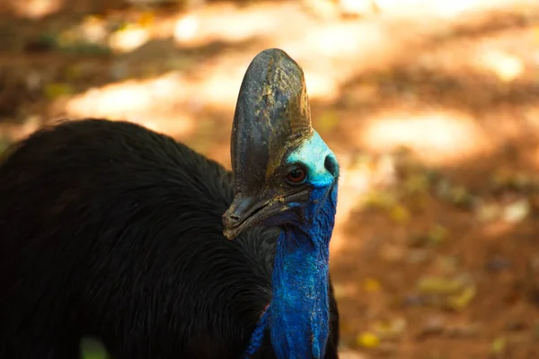 Casuarius Australijski Wielki Leśny Ptak Zoo Nakhonratsima Tajlandia — Zdjęcie stockowe