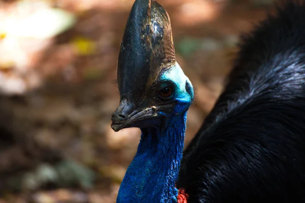 Casuarius Australský Velký Lesní Pták Zoo Nakhonratsima Thailand — Stock fotografie