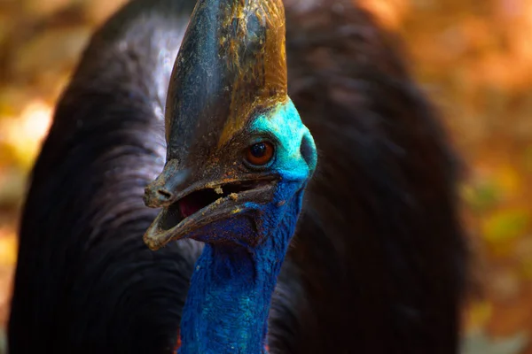 カスアリウス オーストラリアの大きな森の鳥 動物園ナコンラトシマ タイでは — ストック写真